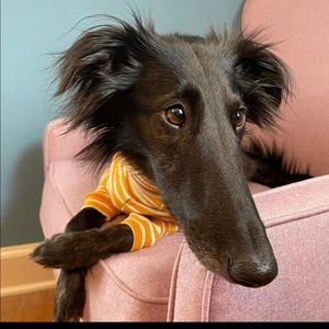 Meet your Posher, Allison